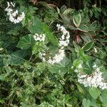 Begonia obliqua Hàbitat