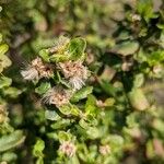 Baccharis pilularis Blüte