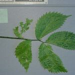 Elatostema sessile Hoja