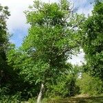 Juglans regia Habit