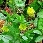 Trifolium campestre Кветка