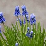 Muscari botryoides Feuille