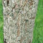 Hovenia dulcis Coajă
