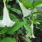 Brugmansia × candida Flor