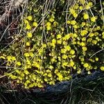 Potentilla verna 整株植物