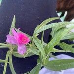 Sidalcea cusickii Flower
