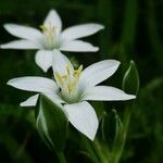 Ornithogalum divergens花