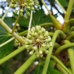 Fatsia japonica Fruto