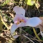 Colchicum autumnaleFlor