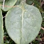 Senecio provincialis Leaf