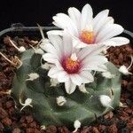 Turbinicarpus schmiedickeanus Квітка