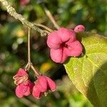 Euonymus europaeus Плод