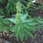 Lilium henryi Hoja