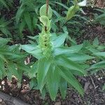 Lilium henryi Leaf