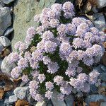 Iberis carnosa Flor