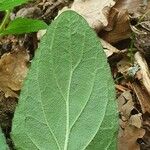 Prunella hastifolia Likasa