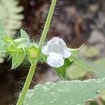 Melissa officinalis Blüte