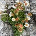 Potentilla clusiana Blomst