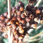 Juncus acutus Fruit