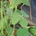 Macroptilium atropurpureum Leaf