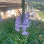 Physostegia virginiana花