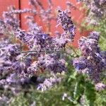 Salvia abrotanoides Flower