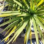 Cordyline australis Leaf