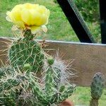 Opuntia polyacanthaപുഷ്പം