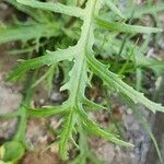 Senecio glaucus Leaf