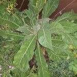 Verbascum pulverulentum Leaf