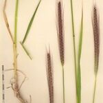 Hordeum bulbosum Other