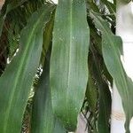 Dracaena fragrans Leaf