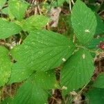 Rubus nigricans Blatt