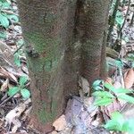 Inga marginata Bark
