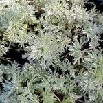 Artemisia schmidtiana Liść