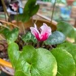 Cyclamen spp. List