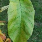 Franklinia alatamaha Leaf