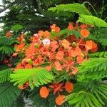 Delonix regia Flower