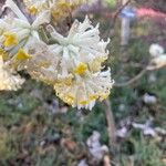 Edgeworthia chrysantha Kvet