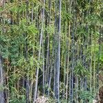 Phyllostachys nigra Kůra