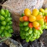 Arum pictum Fruit