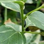 Vinca major Corteza