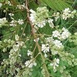 Acacia angustissima 花
