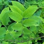 Celtis tenuifolia Leaf