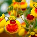 Calceolaria integrifolia Flor
