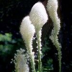 Xerophyllum tenax Õis