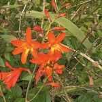 Crocosmia aureaফুল