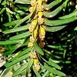 Taxus baccata Sonstige