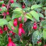 Fuchsia magellanicaКвітка