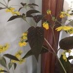 Lysimachia ciliata Φύλλο